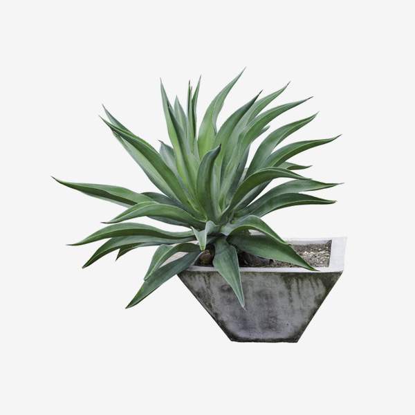 Kodak PIXPRO Astro  Zoom AZ421