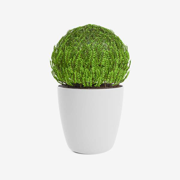 Marshall Portable  Bluetooth Speaker