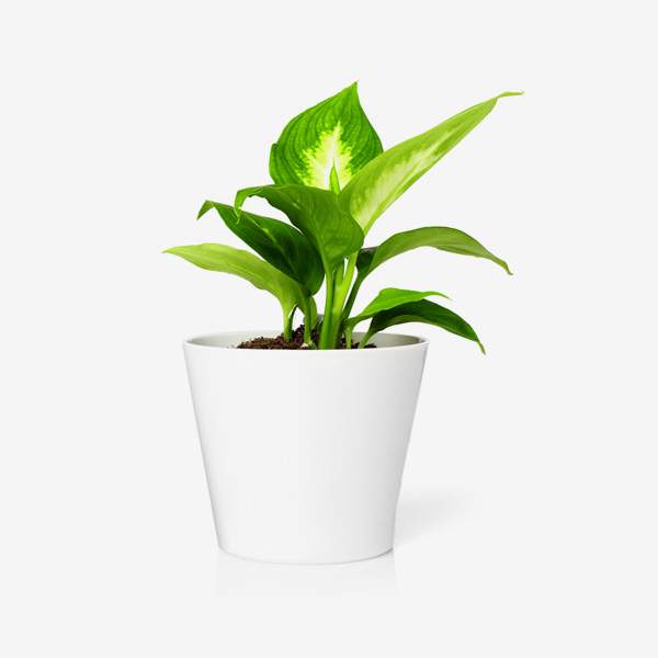 Bose SoundLink Bluetooth Speaker